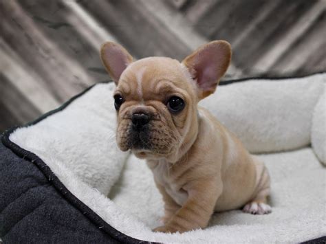 Taking reservations for new litter. French Bulldog-DOG-Female-CREAM-2583314-Petland Racine, WI