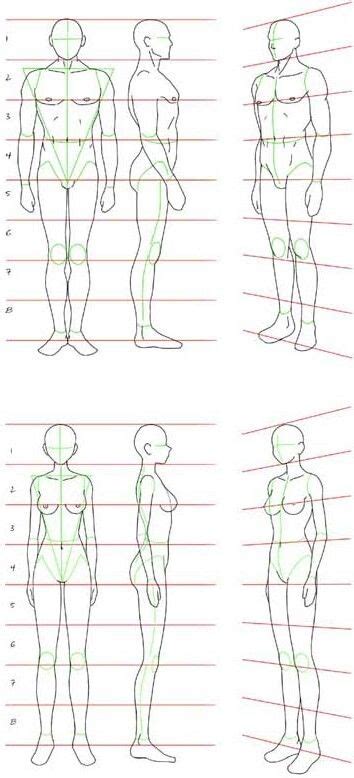 10 Divisor De Proporciones Para Dibujo