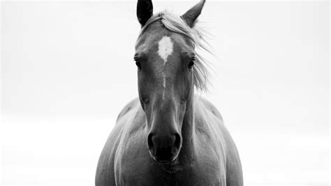 C'est l'histoire d'un animal : Les chevaux calculateurs ...