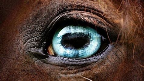 Blue Eyes Horses Pretty Horses Horse Painting