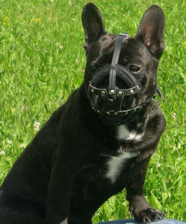 Valitse laajasta valikoimasta samankaltaisia kohtauksia. Custom Made Leather Dog Muzzle for French Bulldogs,Pugs ...