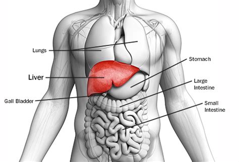 Savesave liver pathophysiology and schematic diagram for later. Visual Guide to Liver Cancer