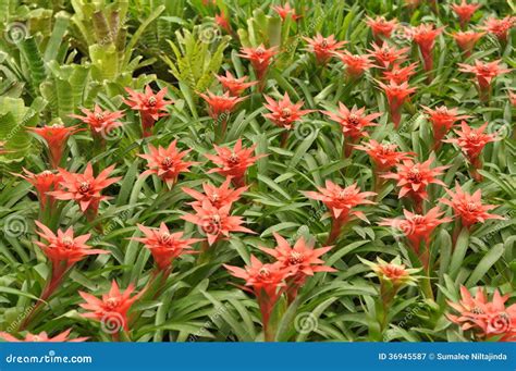 Red Bromeliad Ananas Comosus Stock Image Image Of Blushing Hybrid