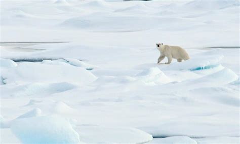 Polar Bear Population Decline A Wake Up Call For Climate Change Action