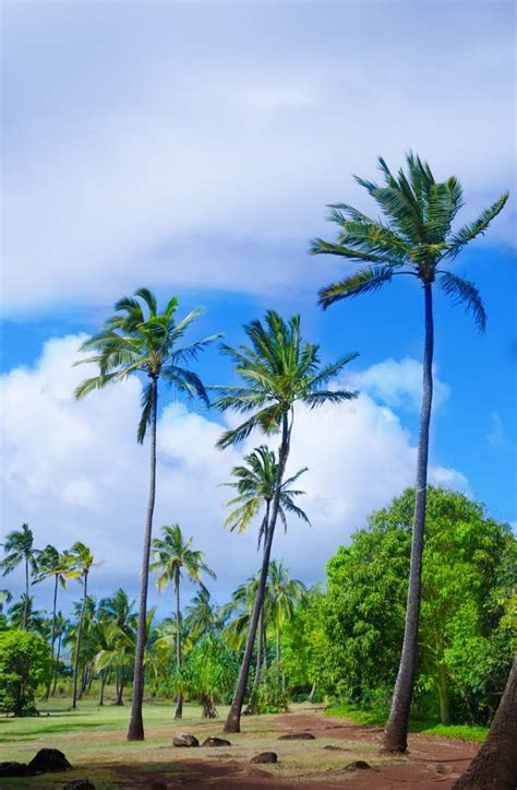 Coconut Palm Trees In Hawaii Stock Image Image Of Destinations Tree