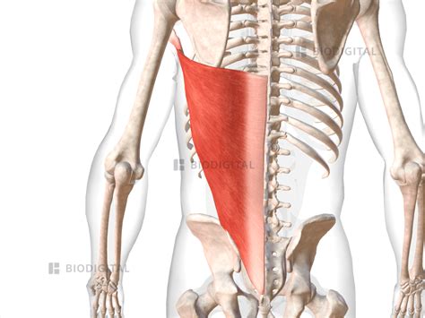 Left Latissimus Dorsi Biodigital Anatomy