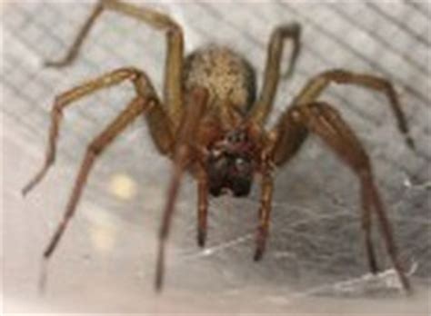 Treating a spider bite at home. Healthool Hobo Spider Bite - Pictures, Symptoms, Stages ...