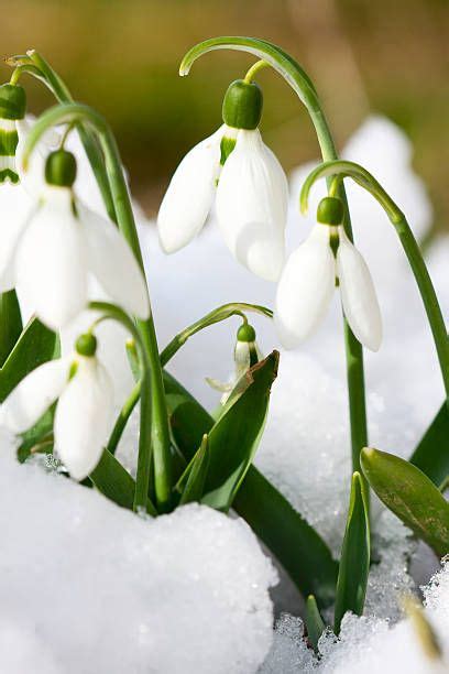 19 Best Winter Flowers Flowers That Bloom In Winter