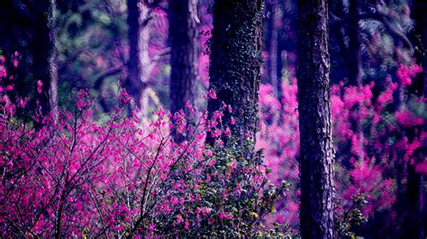 Download Bush Nature Tree Pink Flower Bokeh Forest Hd Wallpaper