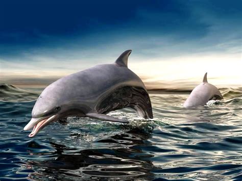 Free 3d Dolphin Wallpaper Wallpapersafari