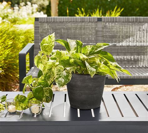 Black Terracotta Outdoor Planters Pottery Barn