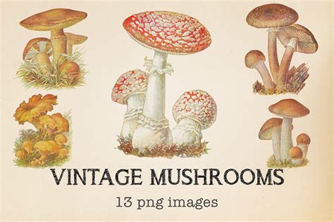 Vintage Mushrooms Clipart Design Cuts