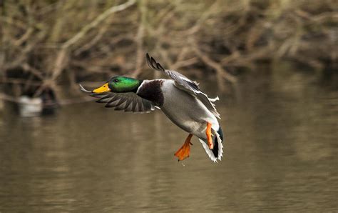 Mallard Duck Landing On Lake Photograph By Simon West
