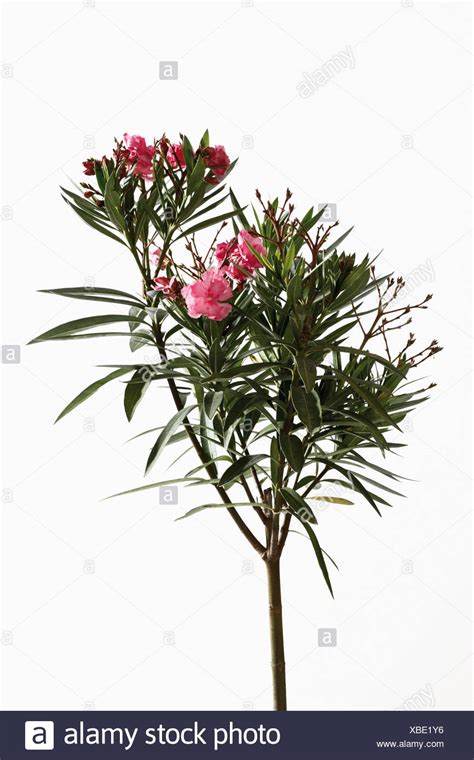 Oleander Plant High Resolution Stock Photography And Images Alamy