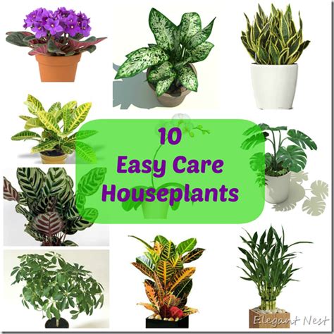 10 Easy Care Houseplants And Tips To Care For Them Indoor Plants Easy