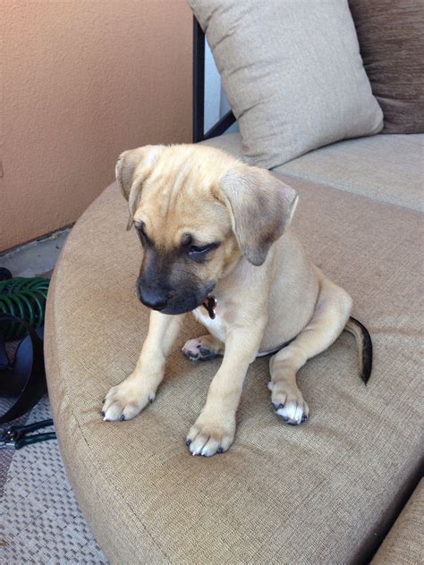 black mouth cur        puppy dimples shes  mountain