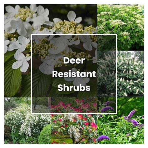 How To Grow Deer Resistant Shrubs Plant Care And Tips Norwichgardener