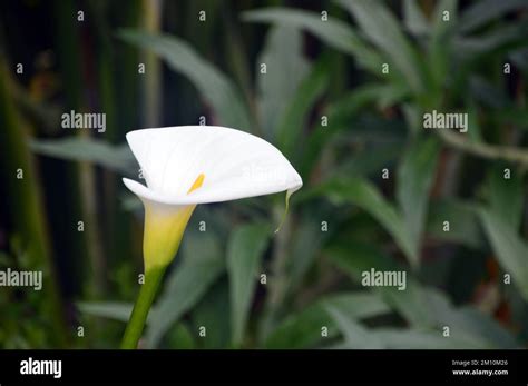 Single White Calla Aethiopica Arum Lily Flower Grown At The Eden