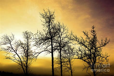 Oak Tree Silhouette 1 Photograph By Joe Klune Fine Art America