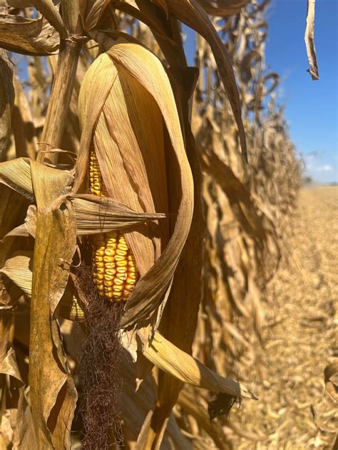 Harvest Resumes After Weekend Rains Brownfield Ag News