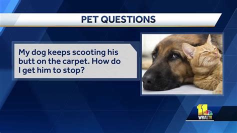 Pet Questions Stopping Dogs From Scooting Rear Ends On Carpet