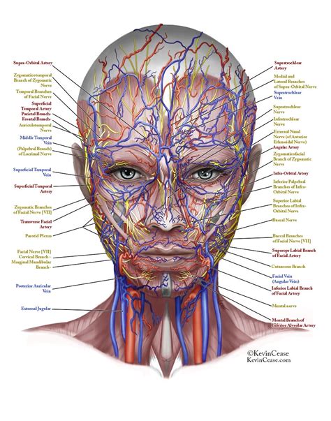 This diagram depicts throat and neck anatomy. Anatomy Archives - Page 39 of 78 - Human Anatomy Diagram ...