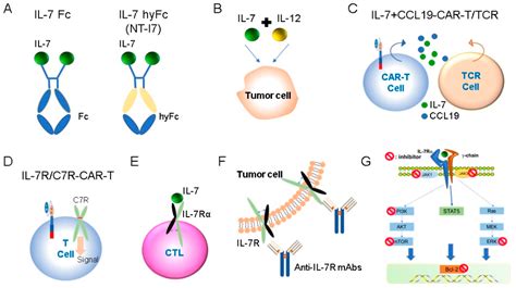 ijms free full text the role of il 7 and il 7r in cancer pathophysiology and immunotherapy