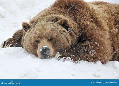 Bear Sleeping Under A Tree Stock Photography 26250020