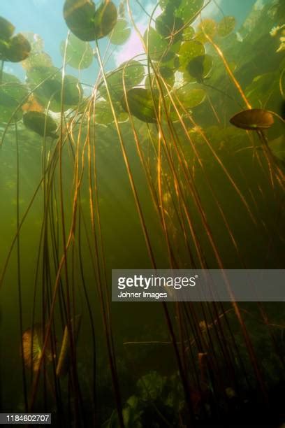 Water Lily Underwater Photos And Premium High Res Pictures Getty Images