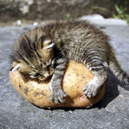 But, there is a lot controversy around if your cat can eat or not. Can Cats Eat Potatoes? How About Sweet Potatoes? - Catster