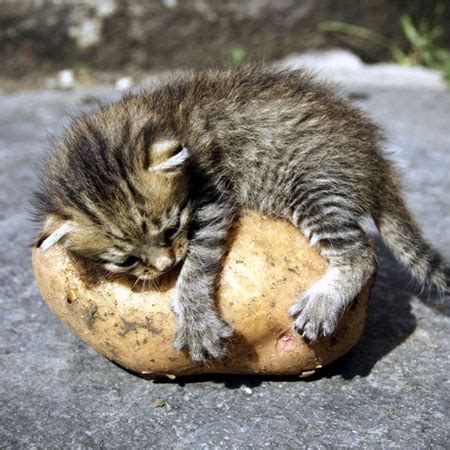 These three little kittens have lost their mittens! Can Cats Eat Potatoes? How About Sweet Potatoes? - Catster