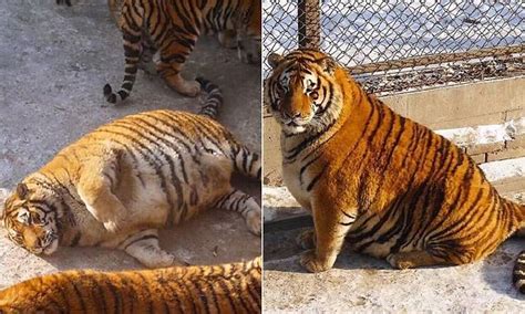 Real Fat Cats Siberian Tigers Pile On The Pounds Daily Mail Online