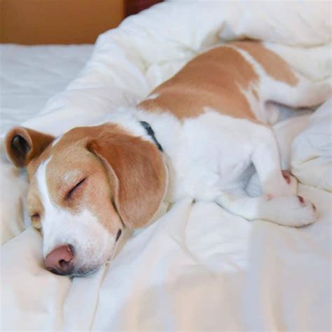 63 Lemon Pink Nose Dog Breed Beagle Puppy L2sanpiero