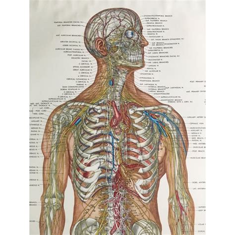 Vintage Mid Century Anatomical Chart Nervous System Chairish