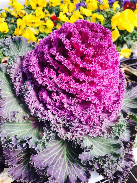 Check spelling or type a new query. Flowering cabbage up close | Fall flowers, Cabbage, Flowers
