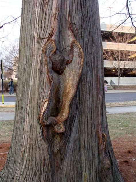 Sexy Trees 28 Pics Curious Funny Photos Pictures