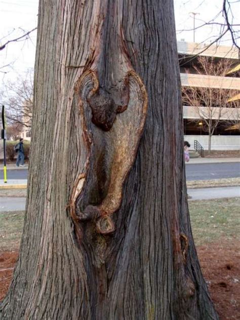 curious funny photos pictures sexy trees 28 pics