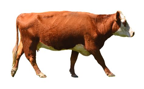 Cattle Png Transparent Images Png All