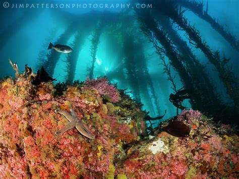 Granite Point Reef Point Lobos Carmel California Flickr