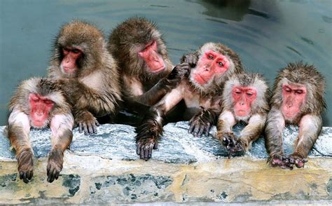 Hot Spring Bath Opens For Japanese Macaques On Hokkaido Design You Trust