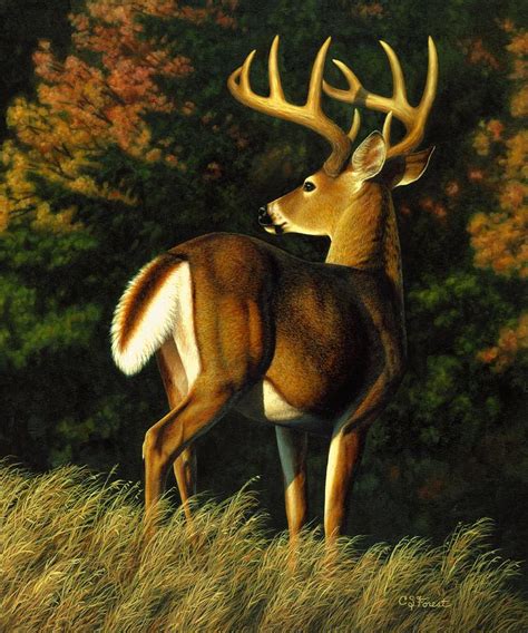 Whitetail Buck Indecision Painting By Crista Forest