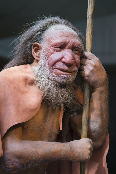 They most likely went extinct due to great climatic change, disease. Lifting the veil from Neanderthal technology - Cosmos Magazine