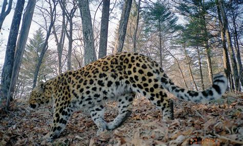 Amur Leopard—worlds Rarest Cat—doubles In Population Stories Wwf