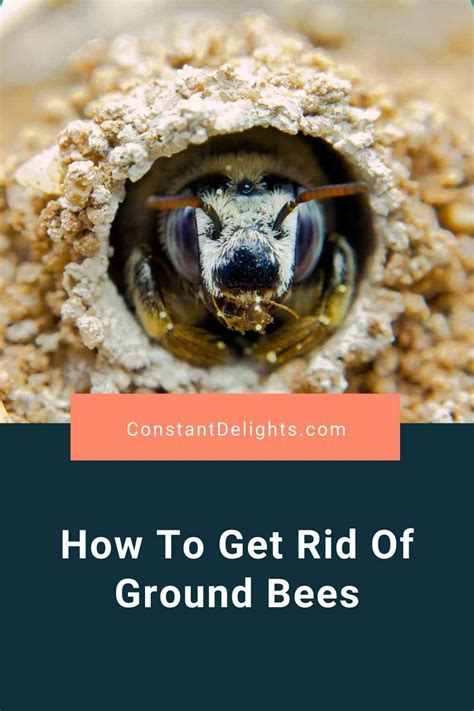 How To Get Rid Of Ground Bees Effective Pest Control Guide Constant Delights