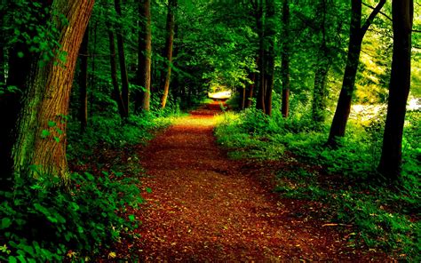 Path Grass Tree Trees Nature Woods Beauty Forest Beautiful Lovely