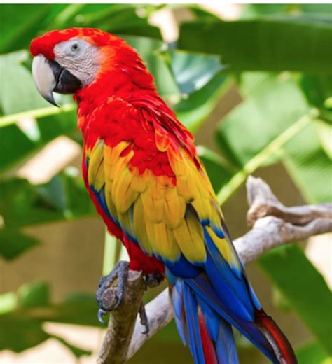 Did you scroll all this way to get facts about pet birds? Macaw Birds For Sale | Philadelphia, PA #281100 | Petzlover