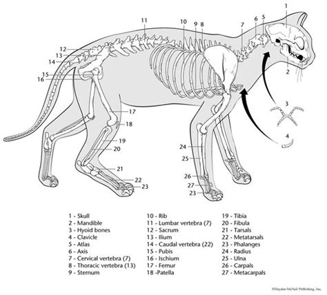 In this site you will find a lot of coloring pages in many kind of pictures. printable cat skeleton | Cat coloring book, Cat anatomy ...