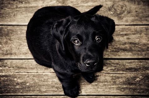 mimpi anjing hitam