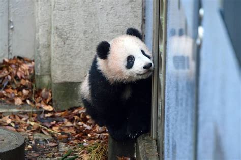 Ueno Zoo To Make Panda Viewing Easier With New System And Extended