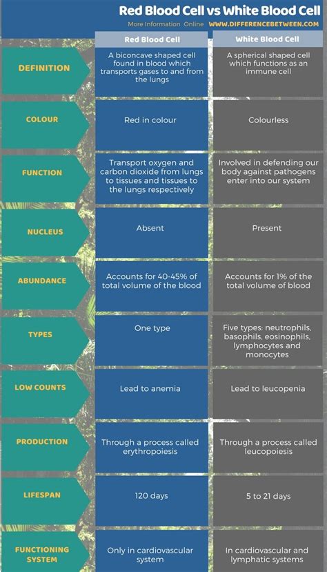 Difference Between Red Blood Cell And White Blood Cell